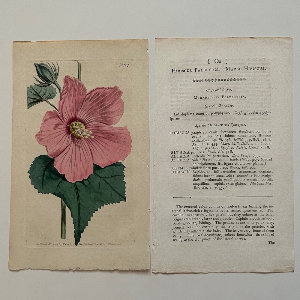 6 Curtis 1800’s Hand-colored Engravings Peony, Hibiscus, Camellia, Water Lily - Picture 3 of 13